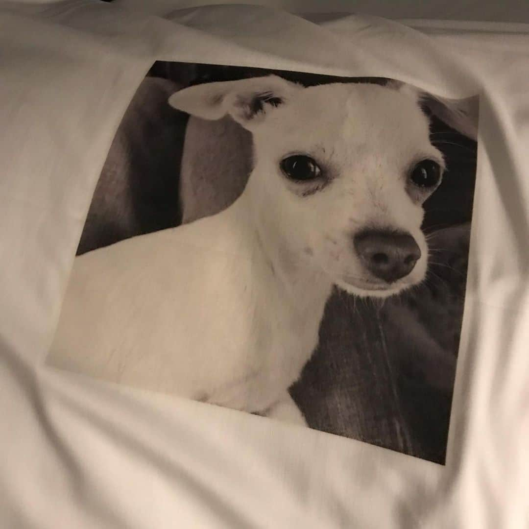 マーガレット・チョーさんのインスタグラム写真 - (マーガレット・チョーInstagram)「A Lucia pillowcase! I screamed with delight #montreal #pride #chihuahua #rescuedog」8月17日 1時38分 - margaret_cho