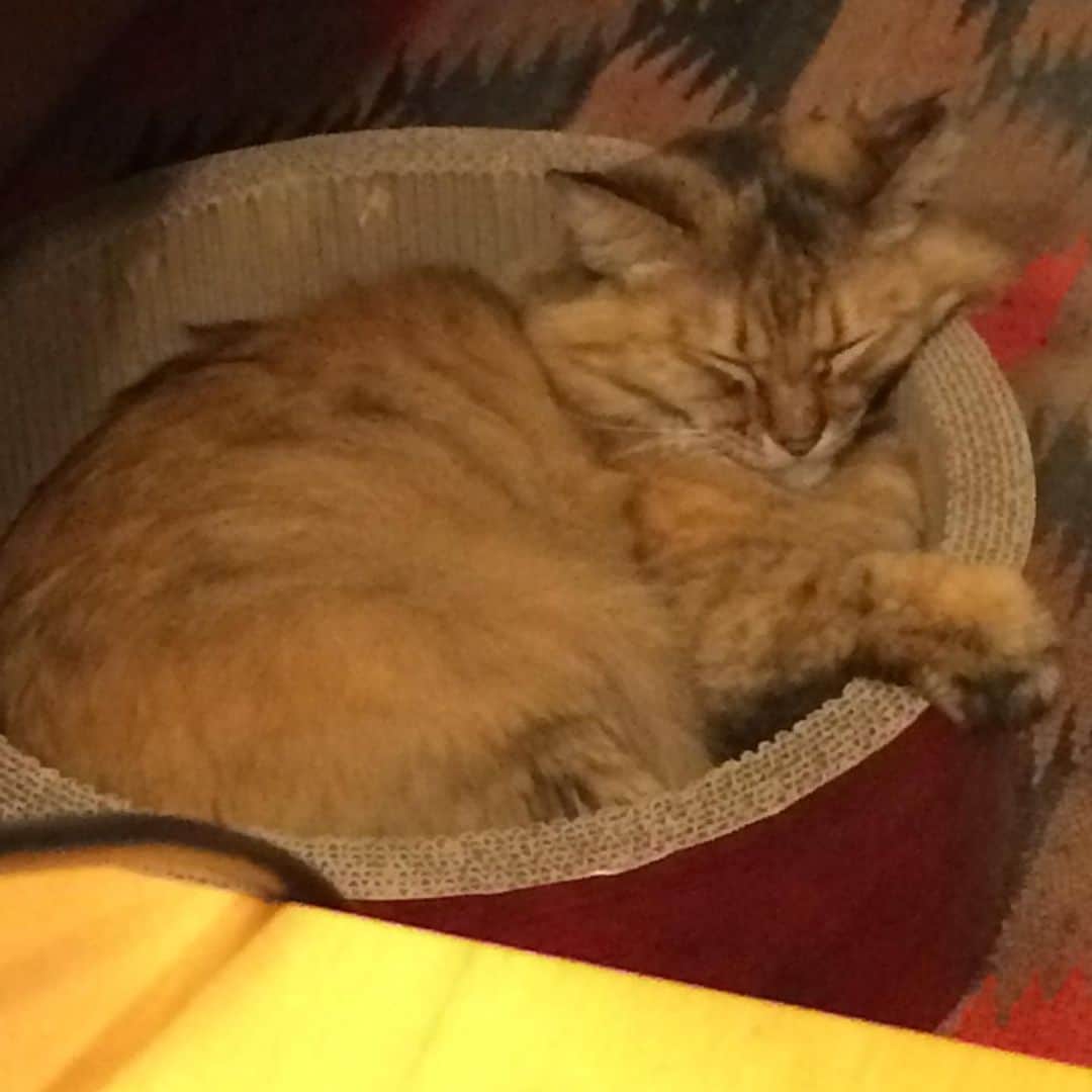 岡田屋鉄蔵のインスタグラム：「仕事デスクけら見える二匹に癒されて仕事進むのです。ずっとこんな日が続きますように。」