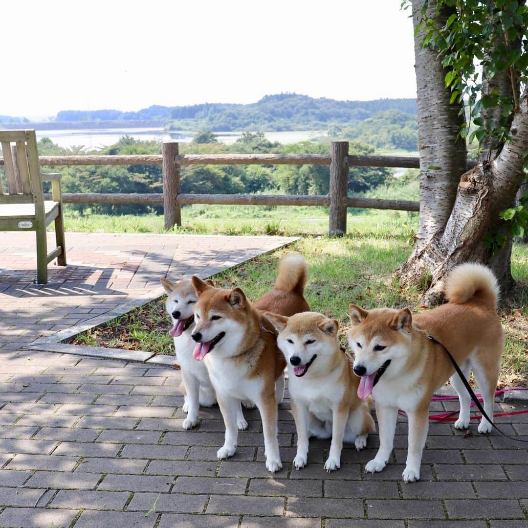 linnmamaさんのインスタグラム写真 - (linnmamaInstagram)「旅は4柴連れ🐕🐕🐕🐕2019北海道編〜9日目〜スワイプしてね😊〜①東北自動車道 長者原SAで、休憩中〜北海道は朝は20℃くらいだったので、本州の暑さにハヒハヒ😝〜②新東名高速〜富士山🗻が見えると我が家が近づいた気がする😊〜③帰り道なのがわかっているのか、安心しきって爆睡の4柴たち💕〜④駿河湾沼津SAで車中泊の予定だったけど、すごく混んでて、トラックの駐車場にしか停められなかったので、断念😅〜途中、休憩しながら、日付が変わった深夜に家まで帰ってきました🚙〜総走行距離4,029km〜パパ、運転お疲れさま❤️〜みんなも体調崩すことなく帰ってこれてよかったね😍〜思い出がたくさんできました💕〜お土産もたくさん〜そして洗濯物もたくさん😅〜予定してた宿が取れなかったので、オール車中泊の旅でしたが、できれば1〜2泊は宿に泊まりたいね…とかキャンプも2泊くらいはしたいね…とか話しながらの帰り道でした💖〜長い間、北海道旅行記におつきあいいただき、ありがとうございました😊〜凜家地方、ずっと猛暑日&熱帯夜が続いているので、来年もまた北海道に行けたらいいな😍と思っています。  #柴犬#dog#柴犬凜の勇気凜々everyday#shibastagram#北海道#Hokkaido#旅#東北自動車道#新東名高速道路」8月17日 1時48分 - linnmama