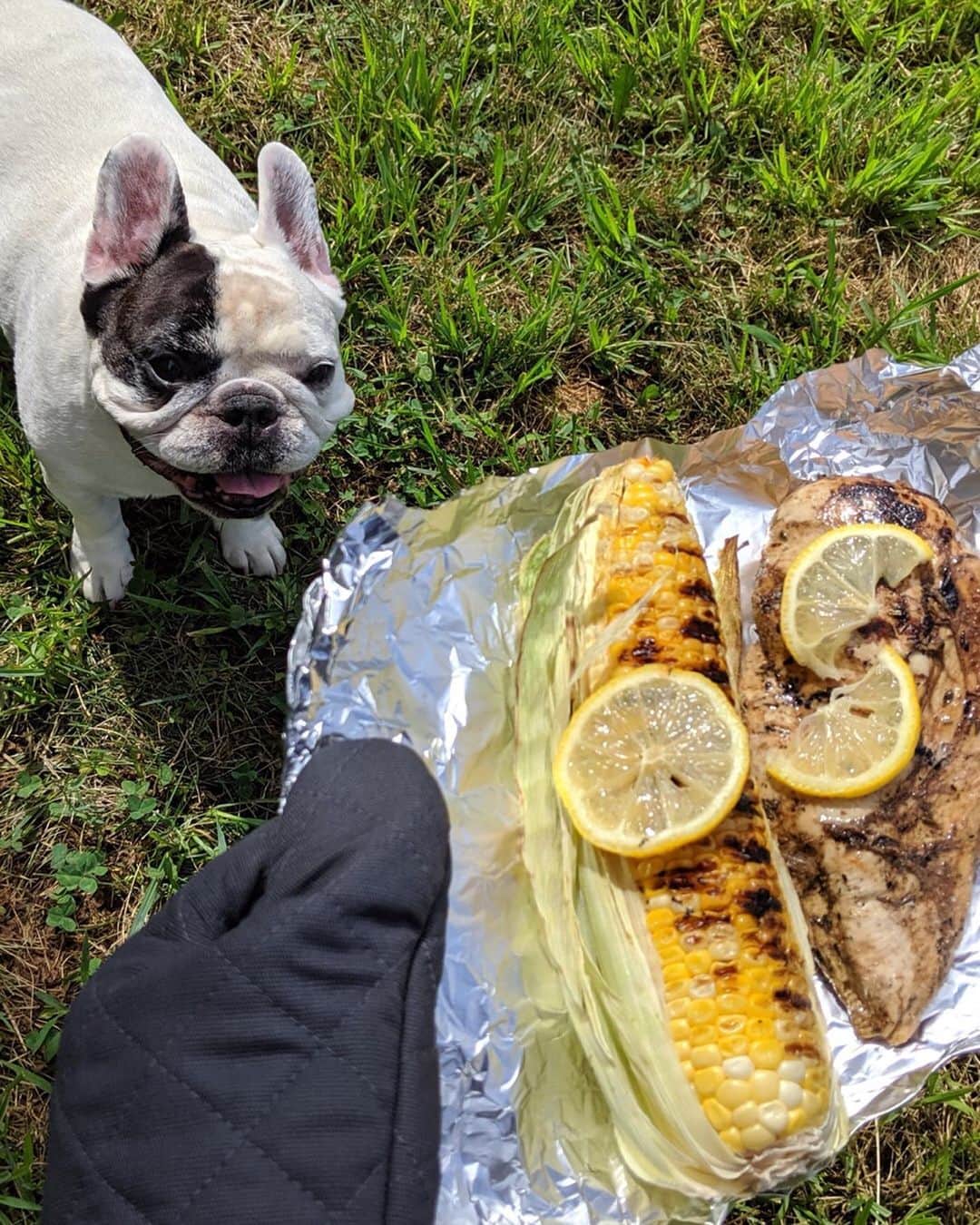 Manny The Frenchieのインスタグラム：「YES! I'm in the drop zone and ready! Oh wait, that's @Reynoldskitchens Heavy-Duty Foil, nothing is spilling off that! 🙄 #ReynoldsWrapPartner」
