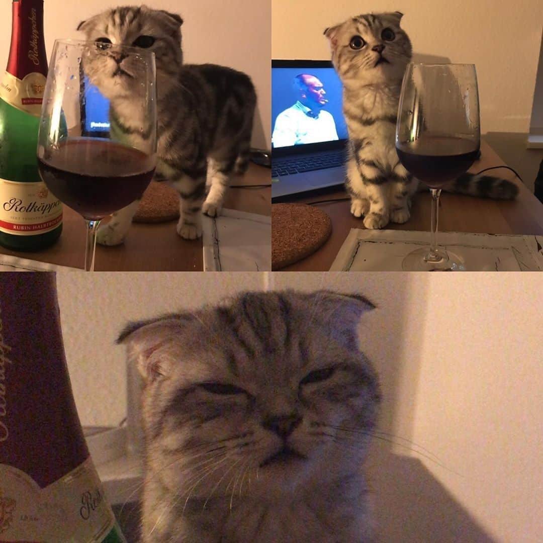 Aww Clubさんのインスタグラム写真 - (Aww ClubInstagram)「Effects of alcohol on me⠀ ⠀ 📷@mercedesthecat_⠀ ⠀ #meowed #ScottishFold #MercedesTheCat #partyanimal #happyhour」8月17日 2時00分 - meowed