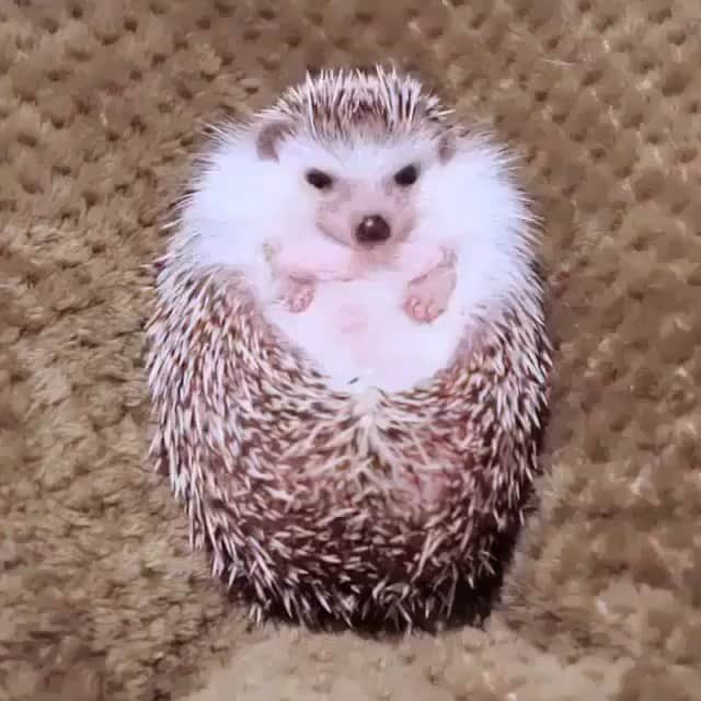 BeStylishのインスタグラム：「if this ain’t the cutest thing I’ve seen then idk 😩🥰 - 👉 | Follow @bestylish for more! 👉 | Follow @glamfashionsx for more! 👉 | Follow @mentor for more! - #cute #art #hedgehog #hedgehogsofinstagram #cuteanimals」