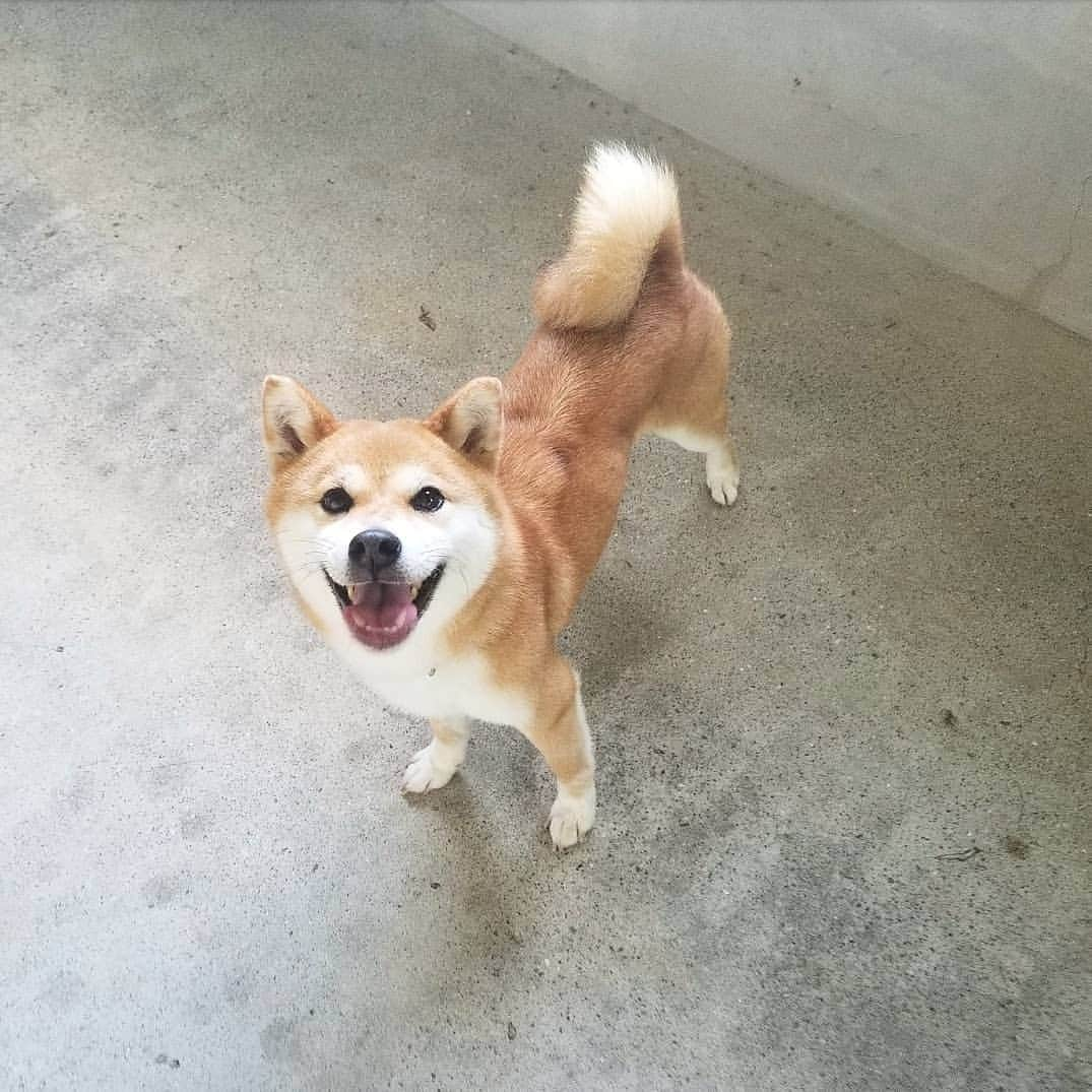 柴犬たま Shibainu Tamaのインスタグラム