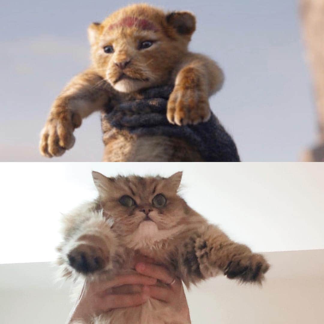 堀田ゆい夏さんのインスタグラム写真 - (堀田ゆい夏Instagram)「. やっぱりやっちゃった  ライオンキング🦁  ぁぁ... どっちもかわいい...笑  ネコ科動物最高！！ . .  #ライオンキング #lionking #catsofinstagram #cat#チンチラゴールデン #ぴいな#persiancat」8月16日 18時28分 - yuika_a0902