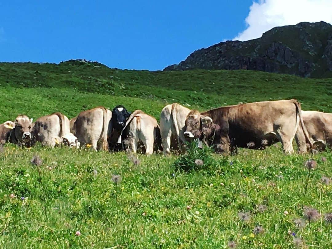 新倉瞳さんのインスタグラム写真 - (新倉瞳Instagram)「🐮🐄🐮🐃🐮🐮🐂 ・ ・ 顔おしり顔おしり顔おしりおしり顔体  #Davos #kuh #牛 #🐮」8月16日 18時37分 - hitominiikura