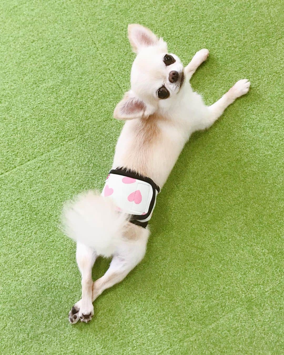 ∞maki∞??????さんのインスタグラム写真 - (∞maki∞??????Instagram)「2019.8.16 フワ♡ピノ♡サラ♡オミ♡ ・ ・ まったりまったり〜☺️💓 ・ ・ #まったりしてるだけ😂w #まったり#撮りだしたらみんなソワソワw #ピノは起きないよ😂#動画#Movie #dog#Chihuahua#Chihuahualove#Chihuahualife#instaChihuahua#IGersJP#all_dog_japan#happy#cute#love#犬#愛犬#イヌスタグラム#ちわすたぐらむ#チワワ#ロングコートチワワ#多頭飼い#可愛い#癒し#幸せ」8月16日 18時38分 - maki_dfpso