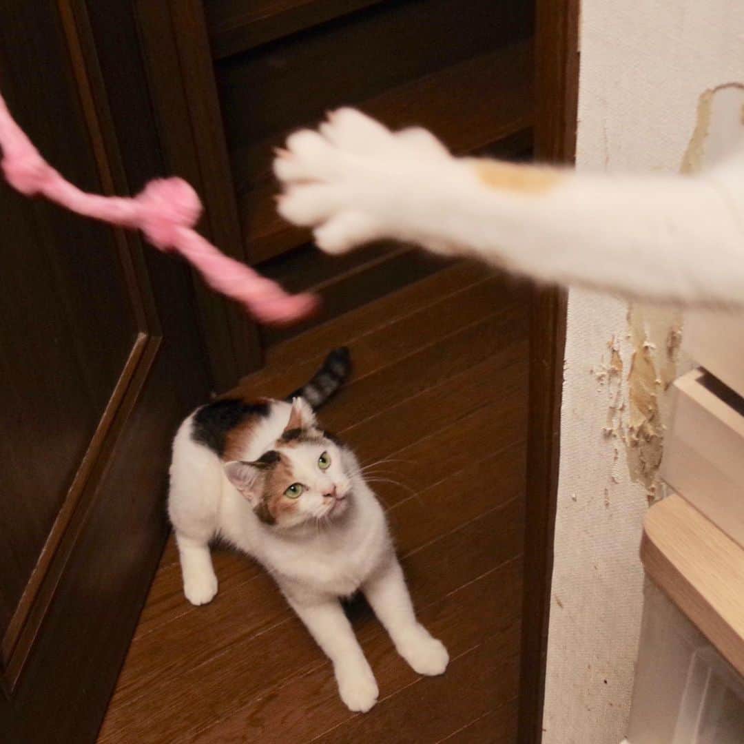 Kachimo Yoshimatsuさんのインスタグラム写真 - (Kachimo YoshimatsuInstagram)「横から！ #uchinonekora #mikeko #oinari  #neko #cat #catstagram #kachimo #猫 #ねこ #うちの猫ら http://kachimo.exblog.jp」8月16日 18時39分 - kachimo