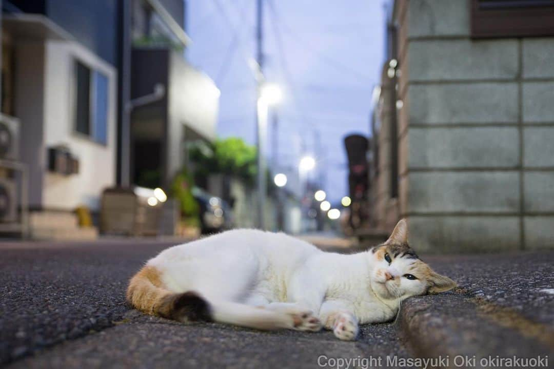 Masayukiさんのインスタグラム写真 - (MasayukiInstagram)「大好きなまくら。  #cat #ねこ」8月16日 19時00分 - okirakuoki