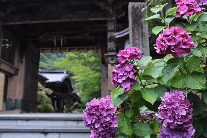 Visit Wakayamaさんのインスタグラム写真 - (Visit WakayamaInstagram)「. Neverending spring on Mt. Koya — where the air is so much cooler. There are still blossoms left! 📸: @chinohashi_tourism_center」8月16日 19時00分 - visitwakayama