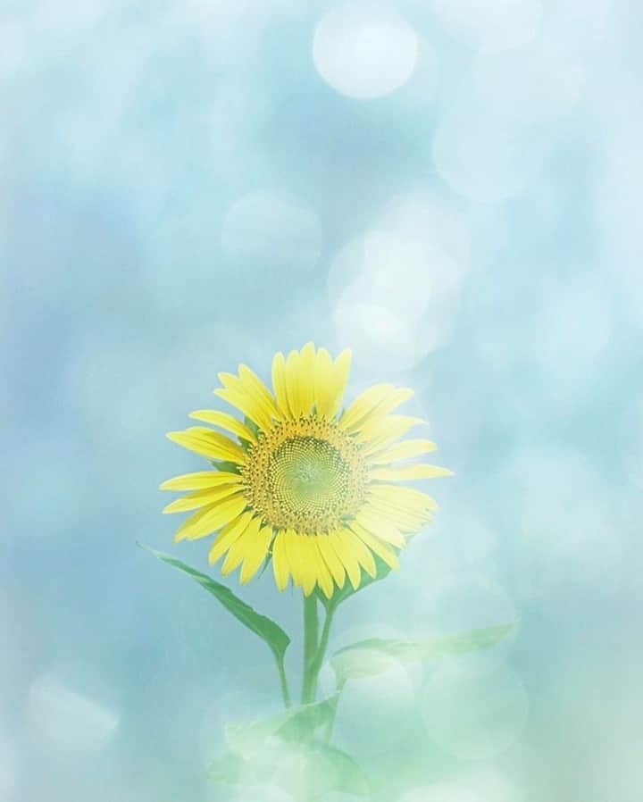 花の写真館のインスタグラム：「Photo by @hori_fuwa96m.⠀ https://instagram.com/hori_fuwa96m/⠀ .⠀ Original Post[投稿頂いたURL]⠀ https://www.instagram.com/p/BWy7AkOA5xr/⠀ .⠀ 本アカウントは、 #私の花の写真 をつけてInstagramに投稿された皆さまの花の写真や、「花の写真館」Facebookページで投稿された花の写真を紹介します。⠀ 「花の写真館」Facebookページは、「 @floral.photograph 」のプロフィールにあるURLからご覧ください。⠀ .⠀ #花の写真館 #floralphotograph #floralphoto #flower #flowers #富士フイルム #FUJIFILM⠀ Follow: @floral.photograph」