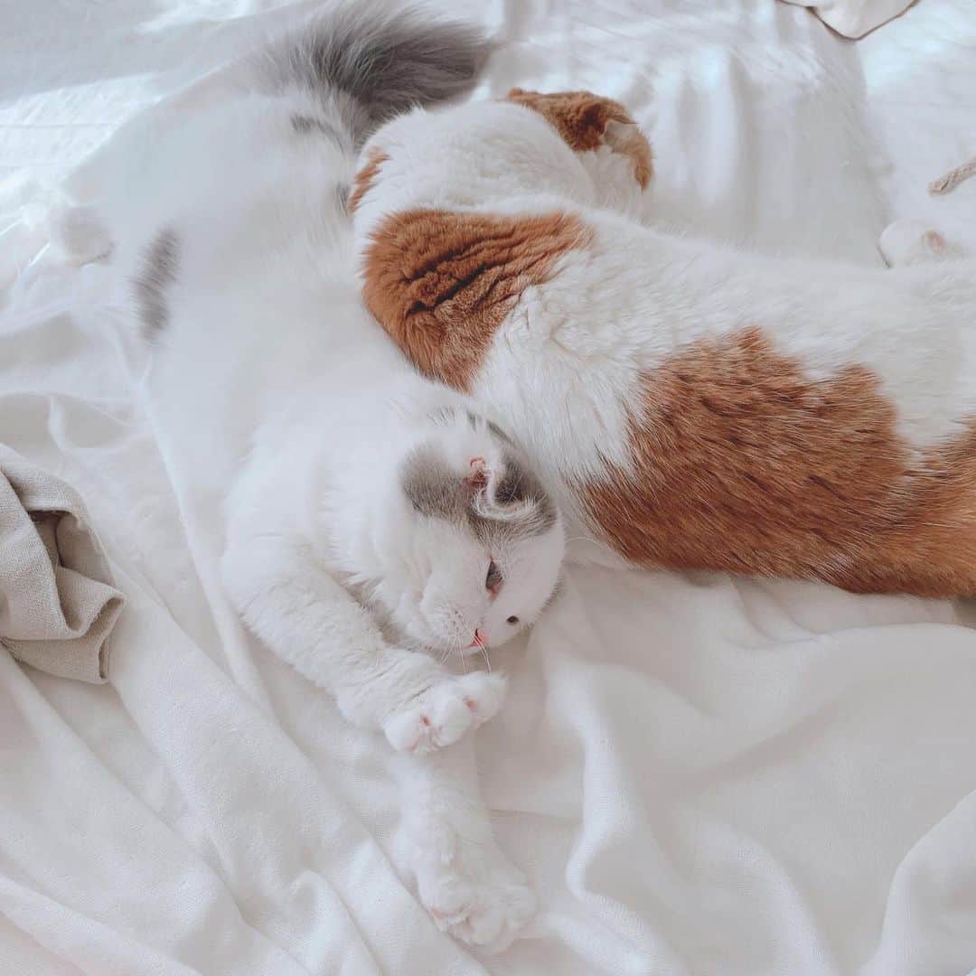 のんたのインスタグラム：「幸せなお昼寝タイム😴大好きなのんちゃんにくっついて甘えるぱん💛 ・ #scottishfold #catstagram_japan #catsofinstagram #cats_of_instagram#catoftheday #ilovemycat #bestmeow #catlover #cutecat #kittensofinstagram #cute #スコティッシュフォールド#naptime」