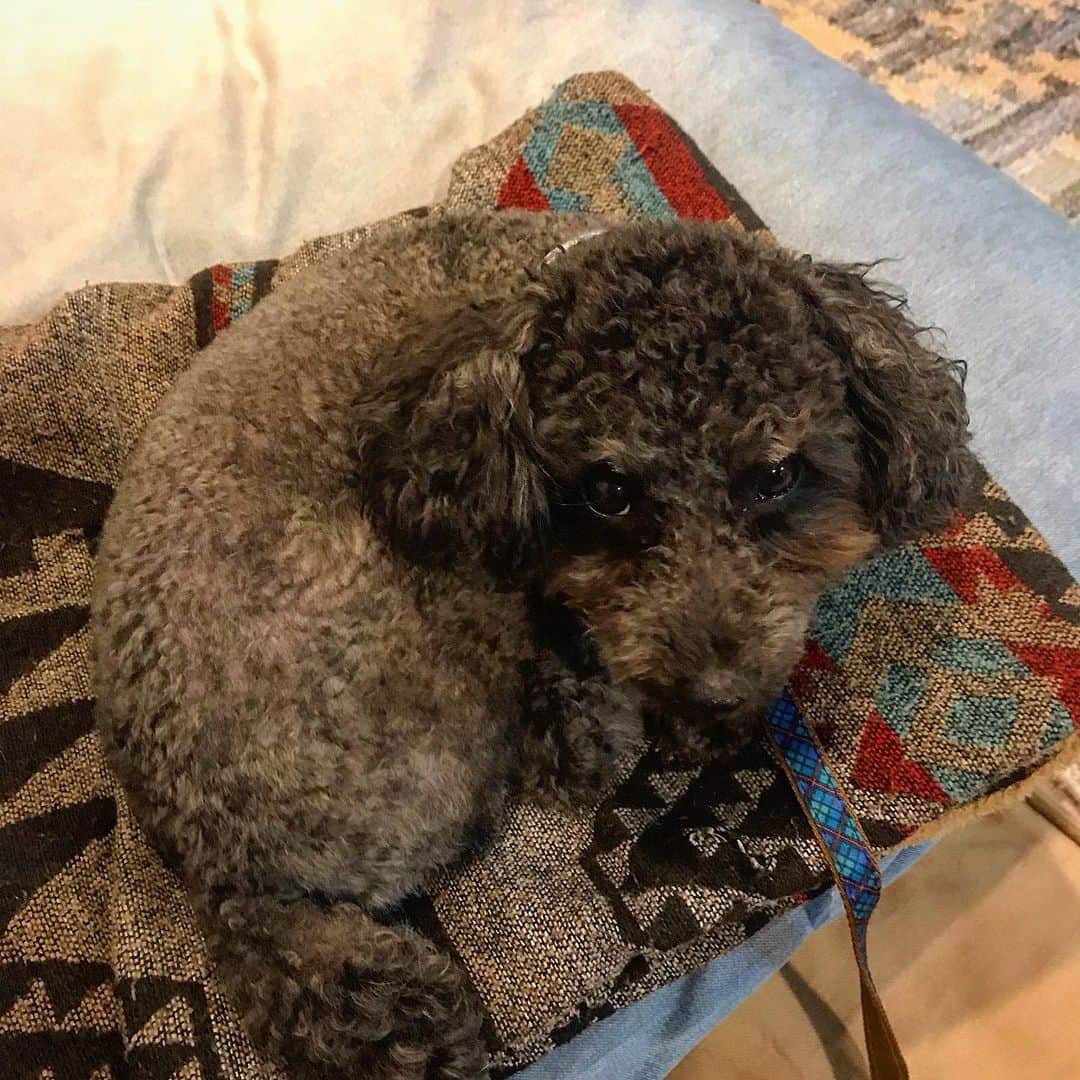 宇野剛史のインスタグラム：「🐕🐕🐕🐕🐕🐕 定位置⚡️ #トイプードル #夏 #toypoodle」
