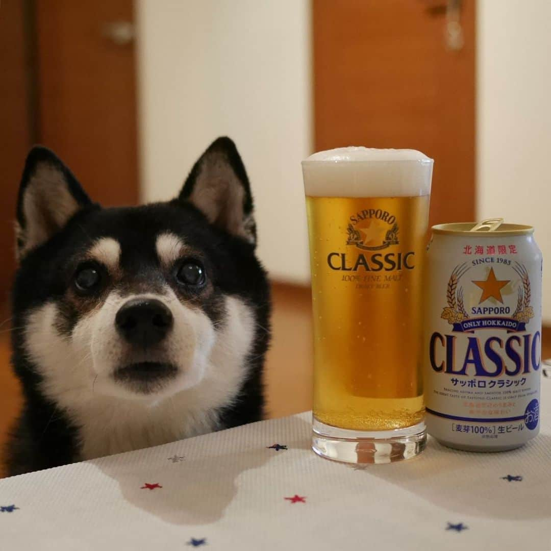 くろさんのインスタグラム写真 - (くろInstagram)「SAPPORO⭐️CLASSIC🍺 #目線の先にはおやつ #サッポロクラシック #北海道限定  #OnlyHokkaido #北海道だけのうまみと爽やかな味わい #⭐️SAPPORO #サッポロビール #カメラ目線犬 #黒柴 #柴犬 #和犬 #日本犬 #柴犬と一緒 #柴犬のいる暮らし #柴犬のいる生活 #わんこと一緒 #わんこのいる生活 #わんこのいる暮らし #わんダフォ #わんだふるjapan」8月16日 19時49分 - m6bmw