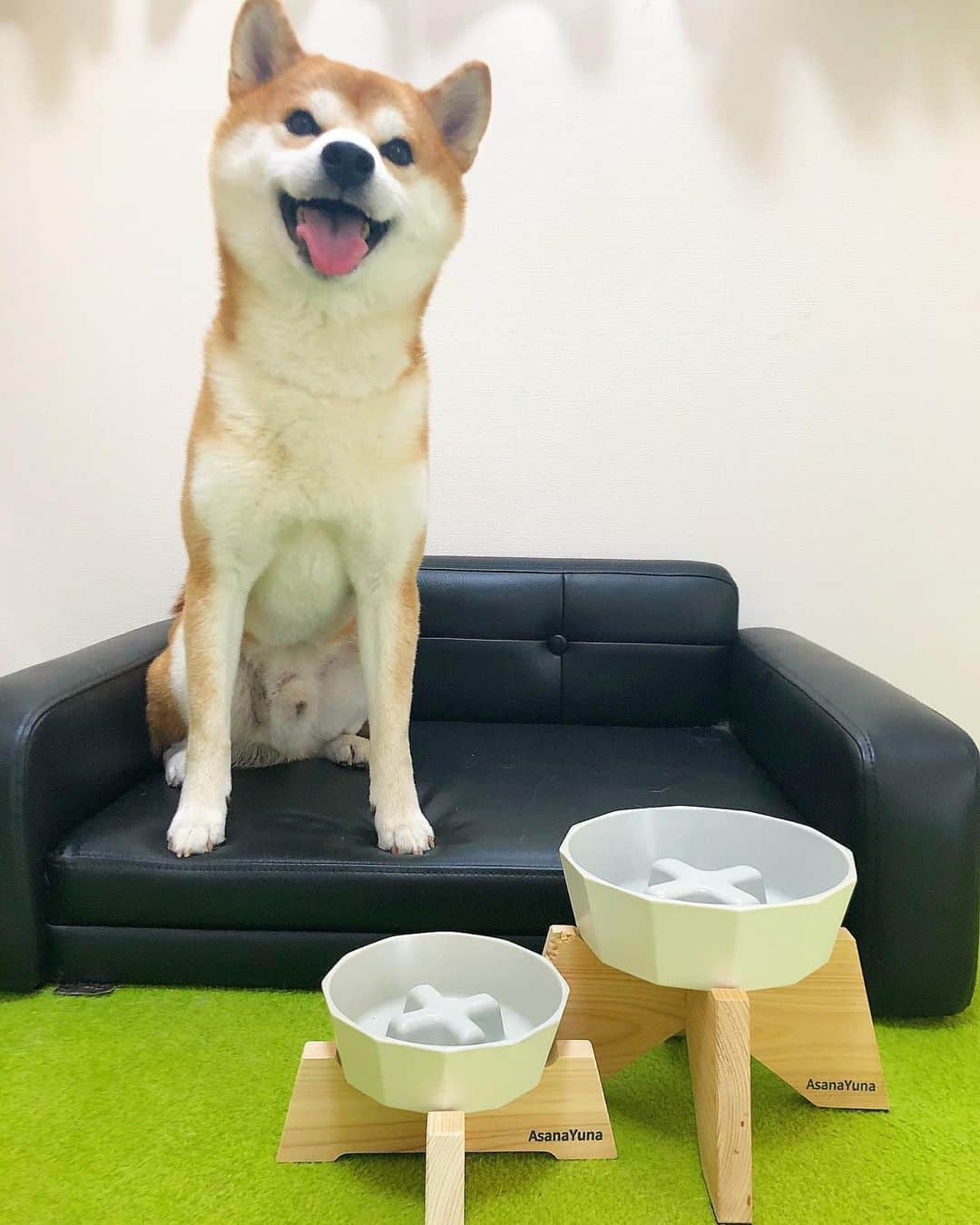 ゆうとろ（柴犬ゆうと猫のとろ）さんのインスタグラム写真 - (ゆうとろ（柴犬ゆうと猫のとろ）Instagram)「. food bowl. Yu🐶 . ゆうが愛用している @asanayuna_beeline さんの早食い防止フードボウル。 小型犬向けにSサイズが発売されたよー！ #日本製の陶器で品質バッチリ #このオシャレな高台が好き #ワンコの首痛めない工夫 #ゆうの早食いしっかり防止してもらってるよー #早食い選手権あったら優勝候補」8月16日 20時10分 - yuandtoro