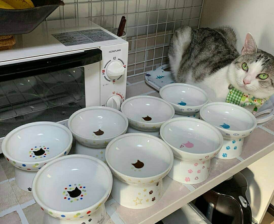 猫壱（ねこいち•ネコイチ）さんのインスタグラム写真 - (猫壱（ねこいち•ネコイチ）Instagram)「【Instagramに投稿して猫壱商品を貰っちゃおう✨】 ▫ たくさん並ぶと圧巻🐱 ▫ ▫ #これだけあると #どれで食べるか迷っちゃう❤ #どのハッピーダイニングがお好み？ ︎ ▫ ▫ :::::::::#猫壱 ::::::: #猫壱キャンペーン 8月は#ハッピーダイニング  が対象です✨ 対象商品をお持ちの皆様、ぜひご応募くださいね❤ ▫ ▫ Instagramに登場した商品はプロフィールのリンクよりご覧いただけます🎶 気になる方は @necoichicojp からチェックしてくださいね❤ ▫ #限定脚付フードボウル 各種 #Repost from  @yukanekos thank-you💕💕💕💕」8月16日 20時15分 - necoichicojp