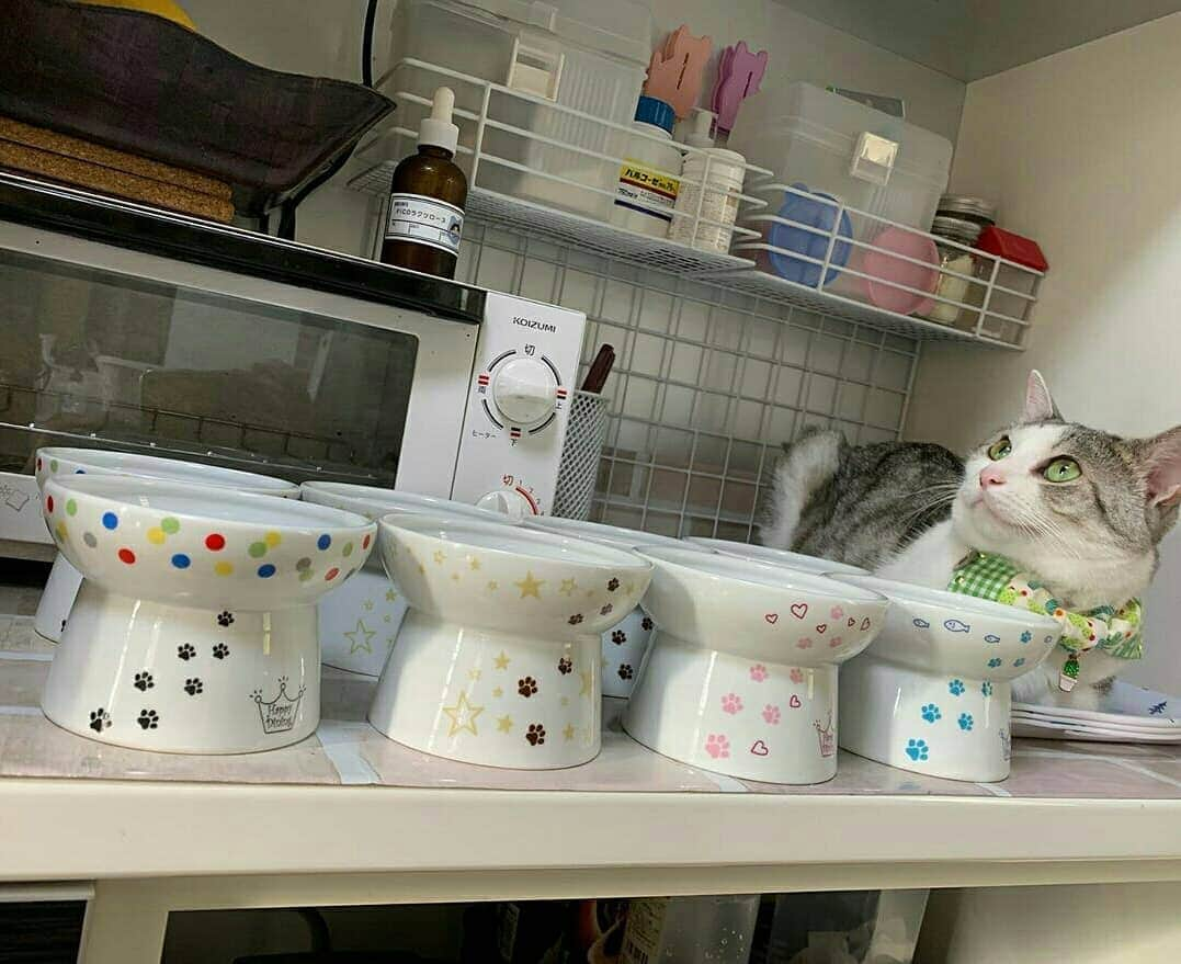 猫壱（ねこいち•ネコイチ）さんのインスタグラム写真 - (猫壱（ねこいち•ネコイチ）Instagram)「【Instagramに投稿して猫壱商品を貰っちゃおう✨】 ▫ たくさん並ぶと圧巻🐱 ▫ ▫ #これだけあると #どれで食べるか迷っちゃう❤ #どのハッピーダイニングがお好み？ ︎ ▫ ▫ :::::::::#猫壱 ::::::: #猫壱キャンペーン 8月は#ハッピーダイニング  が対象です✨ 対象商品をお持ちの皆様、ぜひご応募くださいね❤ ▫ ▫ Instagramに登場した商品はプロフィールのリンクよりご覧いただけます🎶 気になる方は @necoichicojp からチェックしてくださいね❤ ▫ #限定脚付フードボウル 各種 #Repost from  @yukanekos thank-you💕💕💕💕」8月16日 20時15分 - necoichicojp