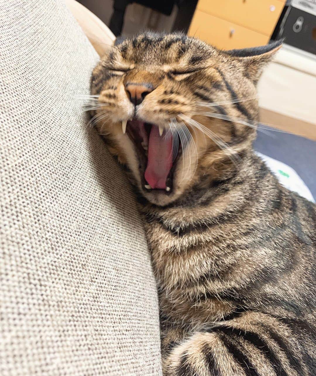 Musashiさんのインスタグラム写真 - (MusashiInstagram)「夕方ムサシさん。大あくび。Big yawn.😸 #musashi #mck #cat #キジトラ #ムサシさん #musashi_the_cat #ねこすたぐらむ」8月16日 20時18分 - _daisy