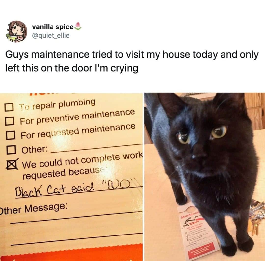 9GAGさんのインスタグラム写真 - (9GAGInstagram)「Must obey the cat⠀ By quiet_ellie | TW⠀ -⠀ #cat #maintenance #9gag」8月16日 20時24分 - 9gag