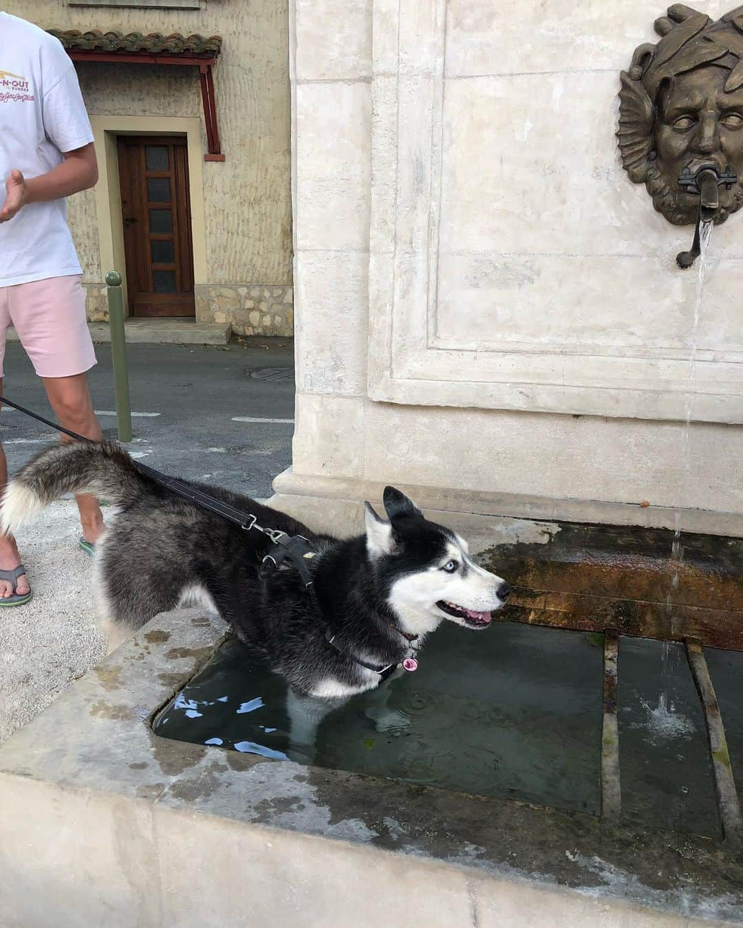 キャロライン・シノさんのインスタグラム写真 - (キャロライン・シノInstagram)「La Dolce Vita🎼🎼🎼 Visiting Gordes, Saint-Siffret, Uzès, Abbaye de Sénanques but nothing beats Villeneuve-lès-Avignon❤️ . . . . . . . . . . . . . . . . . . . #villeneuvelesavignon #saintsiffret #gordes #luberon #luberoncoeurdeprovence #luberonprovence #uzes #tourisme #tourist」8月16日 20時38分 - carosinno