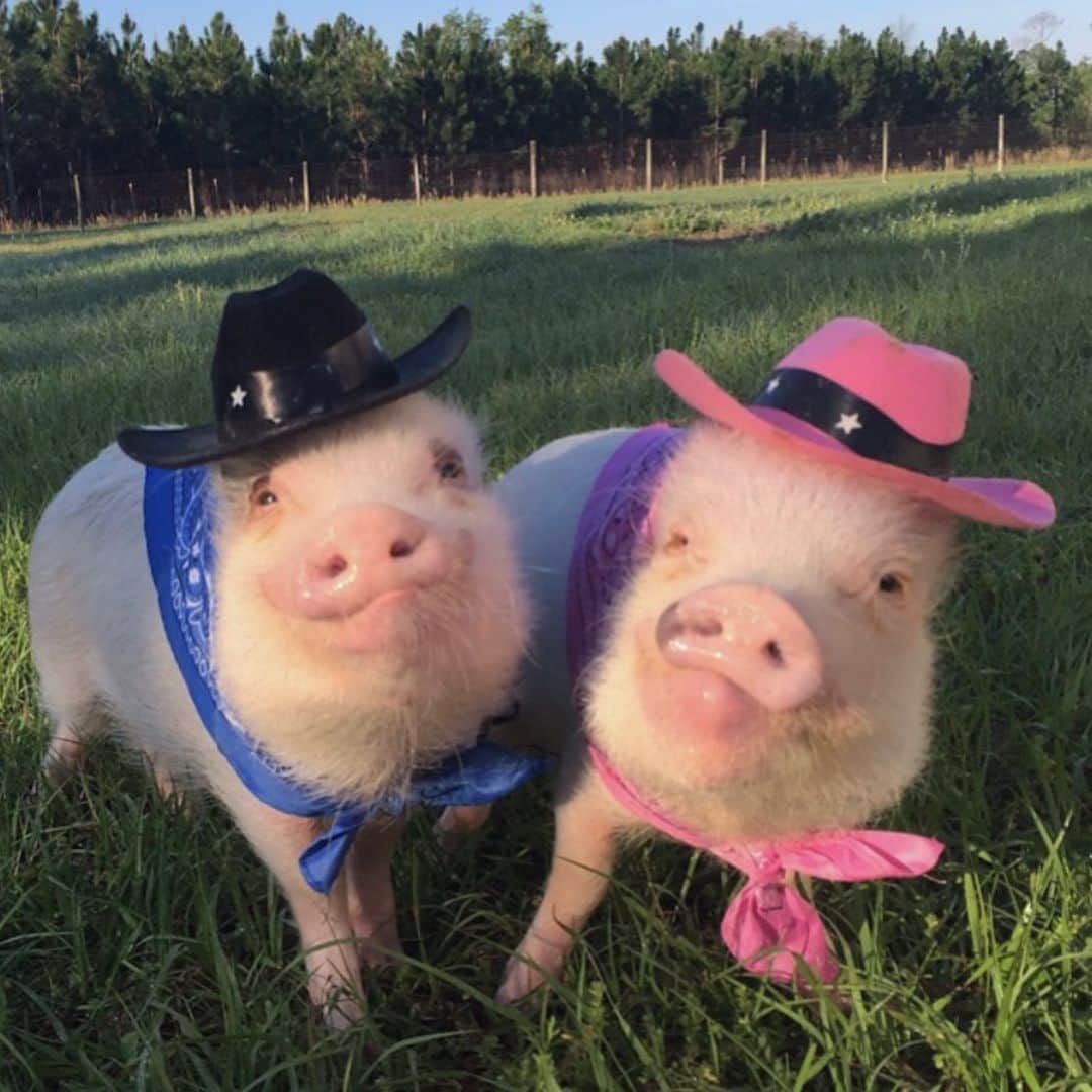 Priscilla and Poppletonさんのインスタグラム写真 - (Priscilla and PoppletonInstagram)「🎉YEE HAW! We did it! “Prissy and Pop’s Helping Hooves” got their 501c3 approval letter in the mail yesterday! We are so piggy proud. We have so many dreams for our farm, but we could use your help! Our first goal is a new piggy house and pig pen for Poppa K (Pop’s dad), Gumball (Posey and Pink’s half brother) and our little guys Fred and Barney. We are currently doing a T-shirt campaign to raise funds for this project (link in bio). There are only NINE DAYS LEFT. If you don’t want a shirt you can still donate to this project using the same link. Every little bit helps and all donations are tax deductible! ThOINKs so much to everyone who has already purchased a shirt and/or donated.🐷🤠 . We would love to have this finished by the winter, so everyone has a warm, comfy house to sleep in. Sweet Pea and Popeye and been very generous with sharing their house, but it’s gotten too crowded. Will you help us lend a hoof to these sweet piggies? (Swipe to see them and some of the shirts available). Be sure to follow @prissyandpops_helpinghooves for updates!🐷💕🐮💕🐐💕🐴💕🐖💕🐶💕Link to shop/donate is https://www.customink.com/fundraising/prissyandpops_helpinghooves」8月16日 21時00分 - prissy_pig