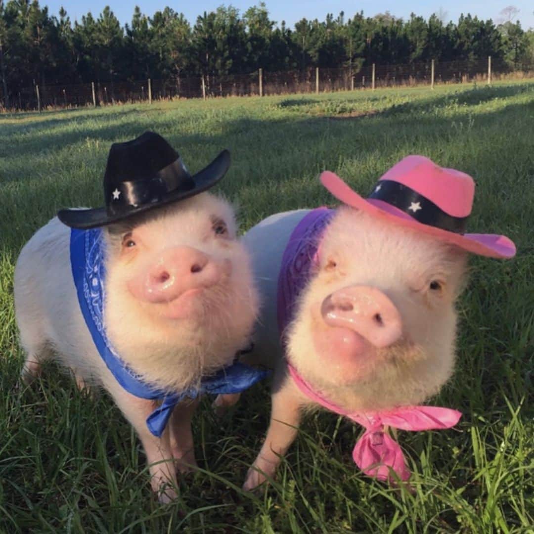 のインスタグラム：「🎉YEE HAW! We did it! “Prissy and Pop’s Helping Hooves” got their 501c3 approval letter in the mail yesterday! We are so piggy proud. We have so many dreams for our farm, but we could use your help! Our first goal is a new piggy house and pig pen for Poppa K (Pop’s dad), Gumball (Posey and Pink’s half brother) and our little guys Fred and Barney. We are currently doing a T-shirt campaign to raise funds for this project (link in bio). There are only NINE DAYS LEFT. If you don’t want a shirt you can still donate to this project using the same link. Every little bit helps and all donations are tax deductible! ThOINKs so much to everyone who has already purchased a shirt and/or donated.🐷🤠 . We would love to have this finished by the winter, so everyone has a warm, comfy house to sleep in. Sweet Pea and Popeye and been very generous with sharing their house, but it’s gotten too crowded. Will you help us lend a hoof to these sweet piggies? (Swipe to see them and some of the shirts available). Be sure to follow @prissyandpops_helpinghooves for updates!🐷💕🐮💕🐐💕🐴💕🐖💕🐶💕Link to shop/donate is https://www.customink.com/fundraising/prissyandpops_helpinghooves」