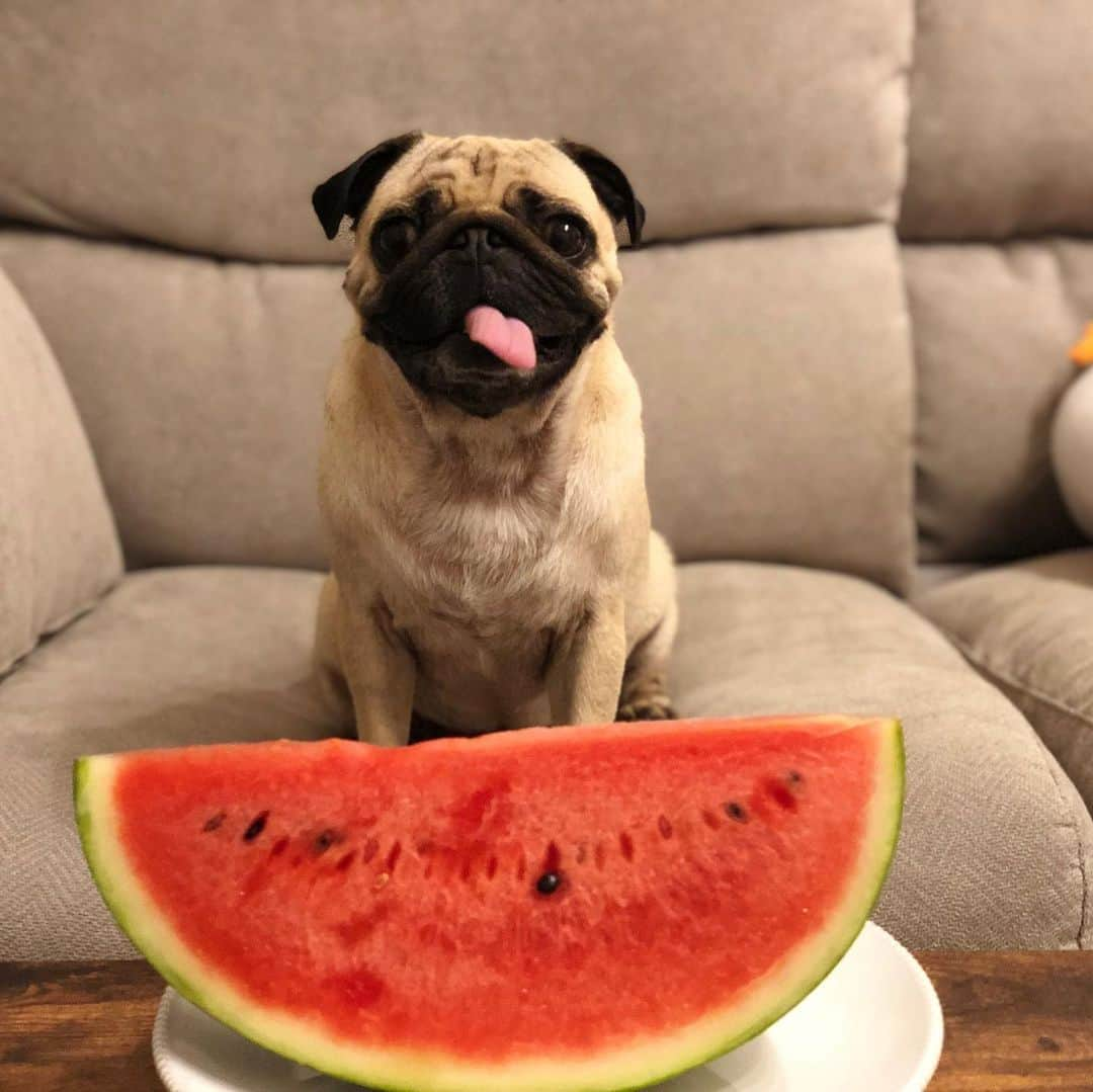 真飛聖さんのインスタグラム写真 - (真飛聖Instagram)「おもちです🐶  ごはんのあとの デザートは 『スイカ🍉』です。 このまま がぶっと たべるのが あたしの ゆめ。 でも ゆっちゃんに 『ぐちゃぐちゃになるよ』といわれ ちっちゃく きられました🍉 ざんねんだったけど じーっとみてたらね  まんなかのところを くれました🍉  やったーーーーー。おもち🐶  #パグ#pug#女の子 #おもち日記 #おもち」8月16日 21時02分 - sei_matobu