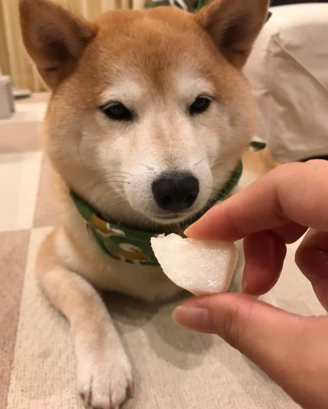 柴犬のモモのインスタグラム