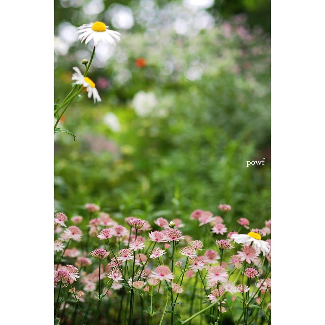 anemone_69のインスタグラム：「. ⋆*❁*⋆ฺ｡*」