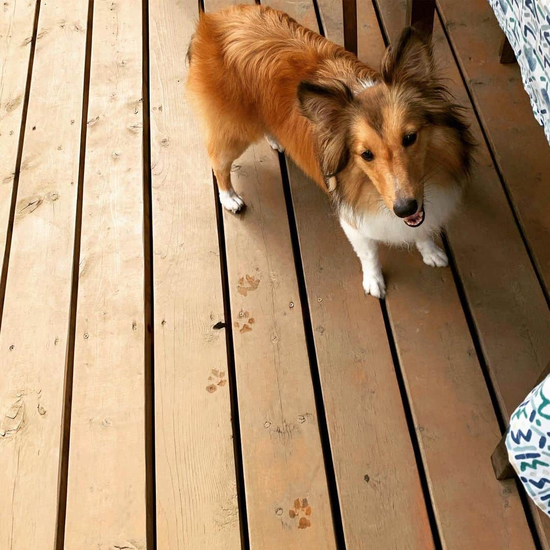 渚のインスタグラム：「台風明けのメルさんはデッキに足跡めっちゃ付けてる😂 #dogstagram #dog #dogs」