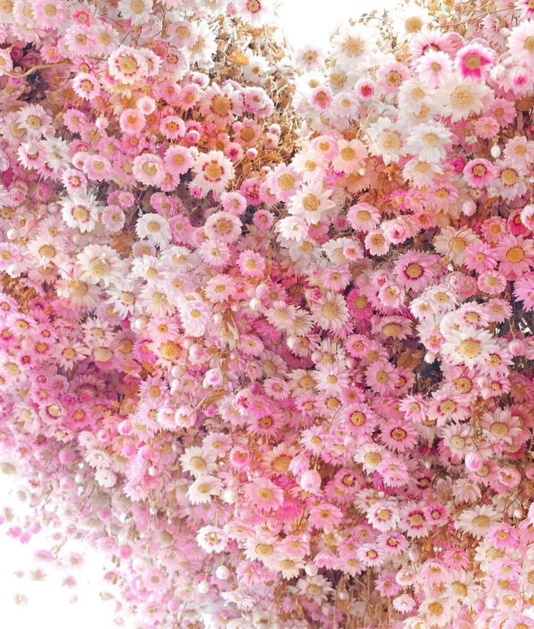 Grace Bonneyさんのインスタグラム写真 - (Grace BonneyInstagram)「Yowza 😍😍 spotted this photo by @erinsummer_ in the #dspink feed this morning 🌸🌸」8月16日 21時30分 - designsponge