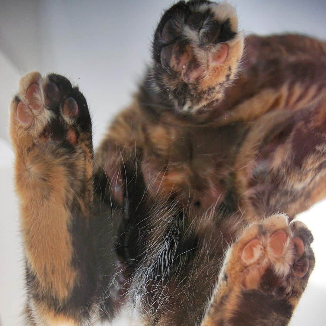Venus Cat さんのインスタグラム写真 - (Venus Cat Instagram)「🐾 STOP! Toe bean time! 🐾 #fbf #toebeans #paws」8月17日 3時01分 - venustwofacecat