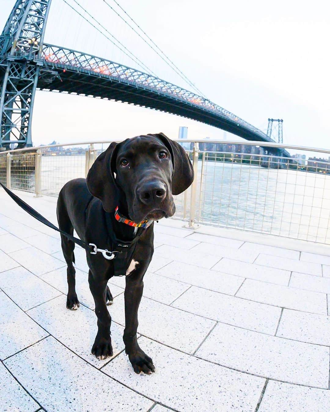 The Dogistさんのインスタグラム写真 - (The DogistInstagram)「Breakfast, Great Dane (5 m/o), Domino Park, Brooklyn, NY • “He’s super uncoordinated. His paws are the size of my hands.” @breakfastfordaner」8月17日 3時05分 - thedogist