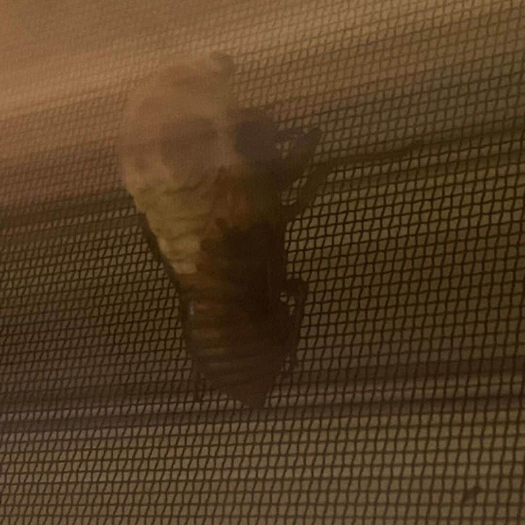 小森純さんのインスタグラム写真 - (小森純Instagram)「蝉が我が家の網戸で羽化した！！ すごい瞬間！！ 初めてみた！！ 息子達、いい夏の思い出ができたね☺️ 蝉さん、ありがとう😊❤️ ・ ・ #蝉の羽化  #蝉の羽化は神秘的」8月16日 21時51分 - jun.komori1122