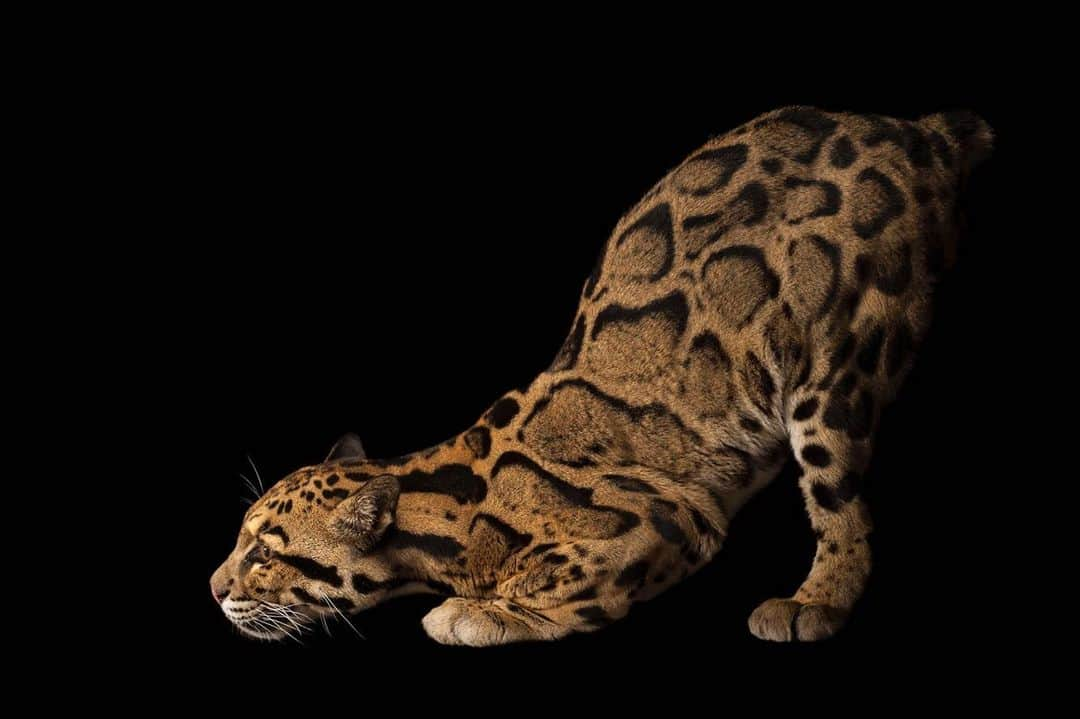 Joel Sartoreさんのインスタグラム写真 - (Joel SartoreInstagram)「This statuesque beauty is a clouded leopard @houstonzoo. These cats, which are native to Southeast Asia, got their name because of their spots, which resemble clouds. Officially listed as a species in the 1800’s, there is still very little that we know about this species nearly 200 years later due to their secretive nature. ​Most of what we know about clouded leopard behavior actually comes from observing them in zoos. In the wild, its rain forest habitat is often divided into small, unconnected patches of forest by industrial logging and the development of agricultural areas, including vast palm oil plantations in Malaysia and Indonesia. If clouded leopards cannot move freely within their home range, they lose access to vital resources and can't find a mate, which leads to a decrease in genetic diversity. ​You can help protect habitat for these cats by choosing food and beauty products containing palm oil that is certified as sustainable. Check out the link in my bio to learn more! #cloudedleopard #spotty #pouncing #playful #cat #sustainablepalmoil #RSPO #PhotoArk #savingwildlife」8月16日 22時11分 - joelsartore