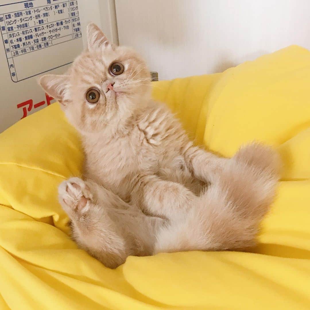 デカキンさんのインスタグラム写真 - (デカキンInstagram)「人間をダメにするソファーは猫もダメにするみたいです。。。 #ブチャ吉  #エキゾチックショートヘア  #子猫  #人をダメにするソファ」8月16日 22時30分 - dekakin