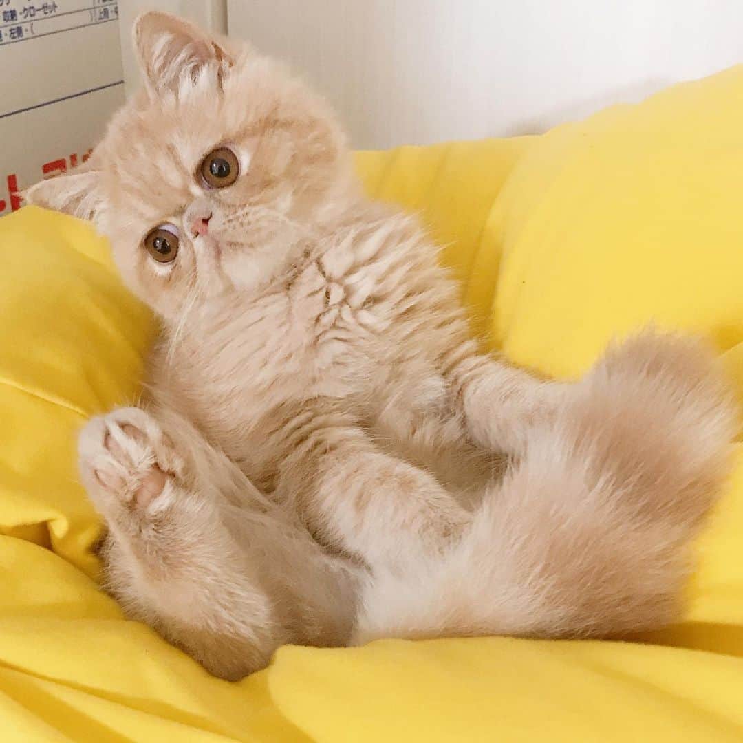 デカキンさんのインスタグラム写真 - (デカキンInstagram)「人間をダメにするソファーは猫もダメにするみたいです。。。 #ブチャ吉  #エキゾチックショートヘア  #子猫  #人をダメにするソファ」8月16日 22時30分 - dekakin