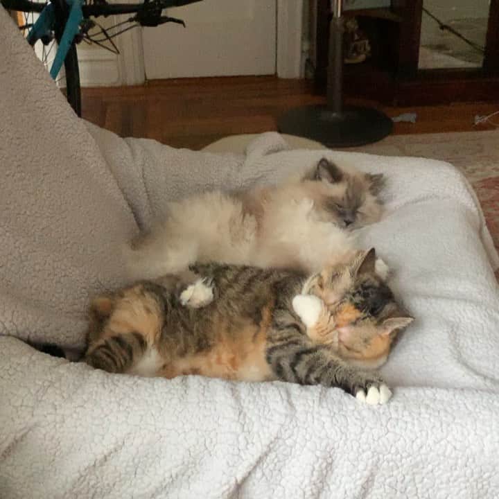 Tinaのインスタグラム：「To spoon or not to spoon.」