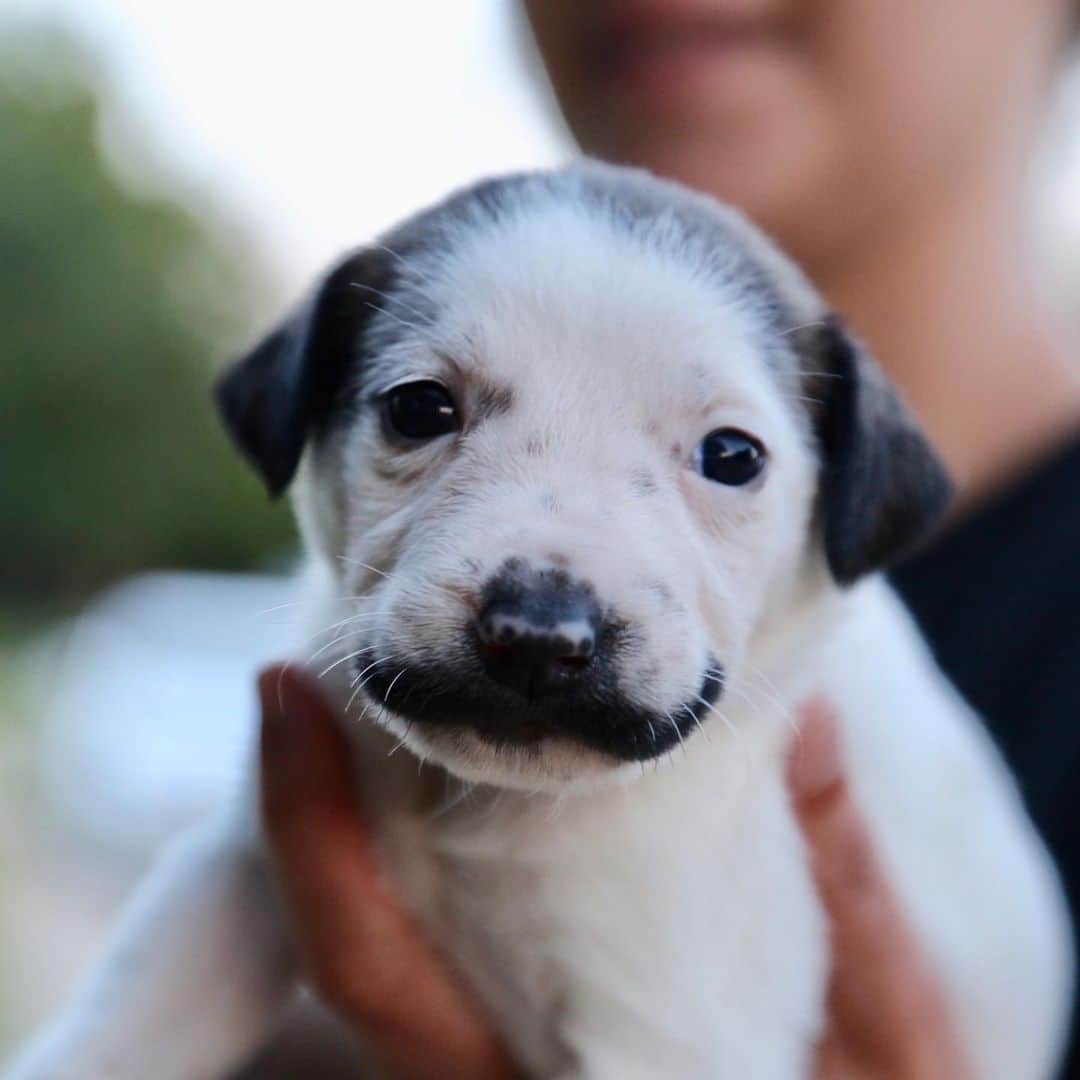 DogsOf Instagramさんのインスタグラム写真 - (DogsOf InstagramInstagram)「“ Hearts & Bones Rescue just saved this mustachio-ed pup and her 10 siblings and mama in Texas! We could not believe her mustache. All will be available for adoption in NYC soon” writes @heartsandbonesrescue  #dogsofinstagram」8月16日 22時40分 - dogsofinstagram