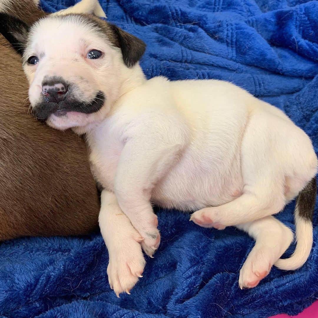DogsOf Instagramさんのインスタグラム写真 - (DogsOf InstagramInstagram)「“ Hearts & Bones Rescue just saved this mustachio-ed pup and her 10 siblings and mama in Texas! We could not believe her mustache. All will be available for adoption in NYC soon” writes @heartsandbonesrescue  #dogsofinstagram」8月16日 22時40分 - dogsofinstagram