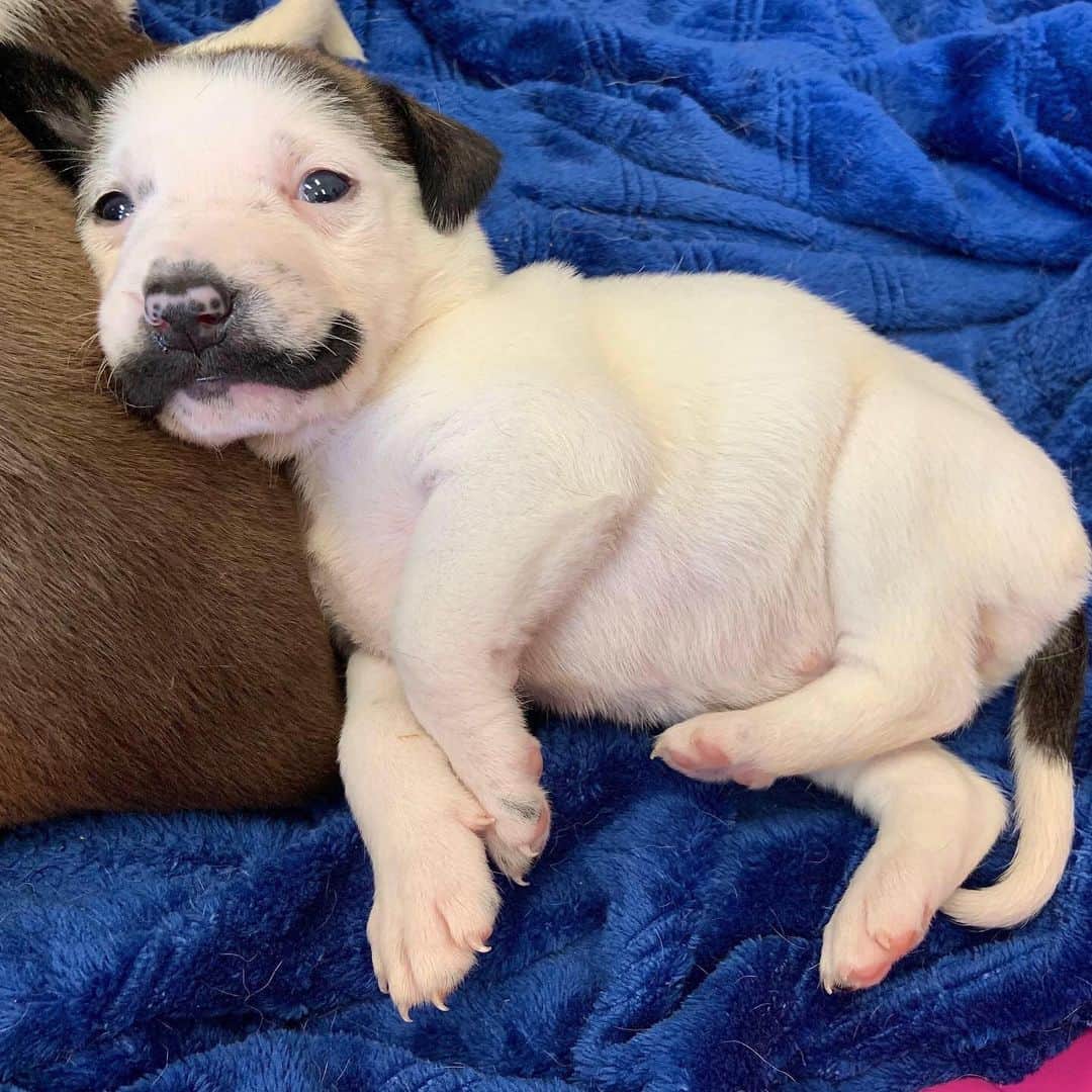 DogsOf Instagramのインスタグラム：「“ Hearts & Bones Rescue just saved this mustachio-ed pup and her 10 siblings and mama in Texas! We could not believe her mustache. All will be available for adoption in NYC soon” writes @heartsandbonesrescue  #dogsofinstagram」