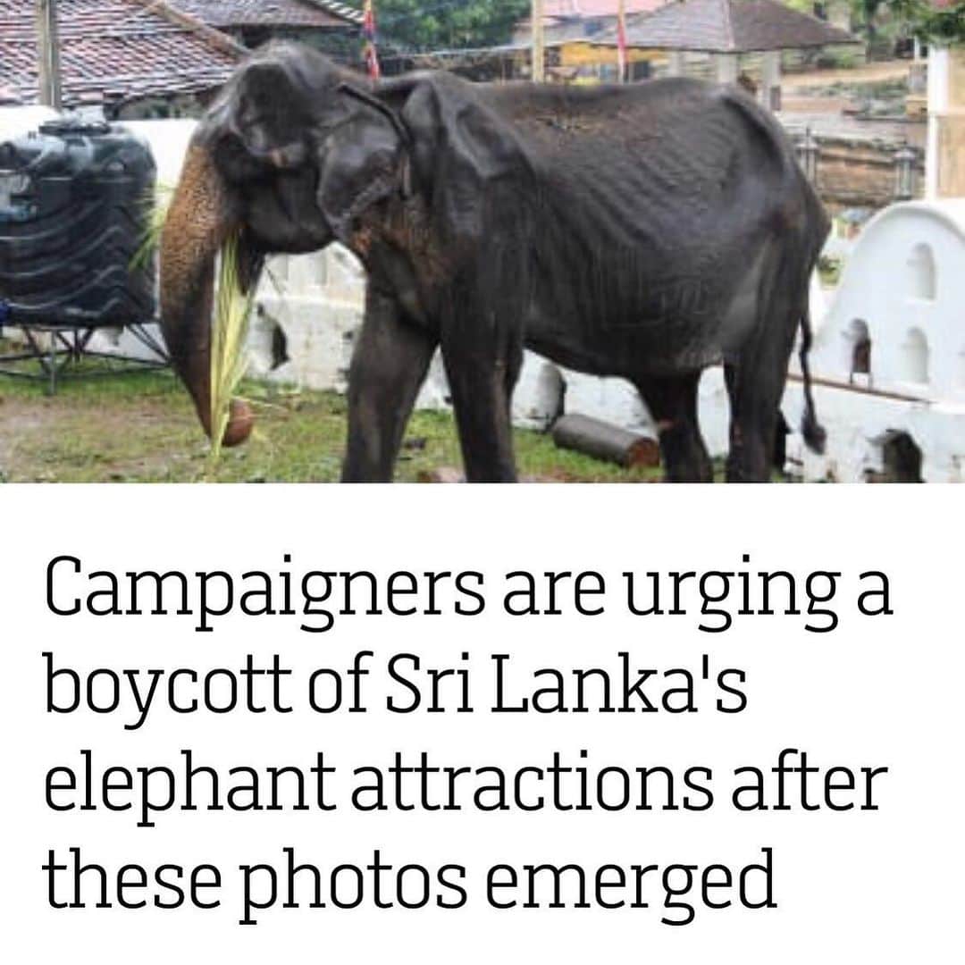 CNNさんのインスタグラム写真 - (CNNInstagram)「The emaciated elephant in this photo is a 70-year-old female named Tikiri, according to the Save Elephant Foundation. The group says she works in the Esala Perahera festival in Kandy, Sri Lanka, and an elaborate costume hides her condition. "At this stage we are asking people to lobby the Sri Lankan government to take immediate action," Save Elephant Foundation told CNN. Following the outcry over Tikiri, the elephant has been withdrawn from the closing parade, organizers said. But activists say authorities must act more broadly against such attractions. (📸: Save Elephant Foundation)」8月16日 22時40分 - cnn