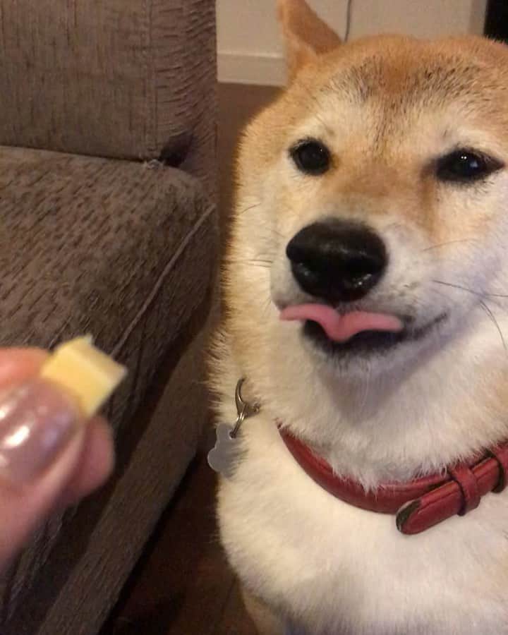柴犬ハル&保護犬すずのインスタグラム