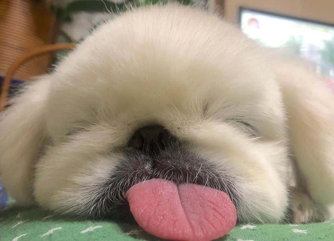 こなつのインスタグラム：「ぐっどnightもふもふ🐶💗🐶💗」