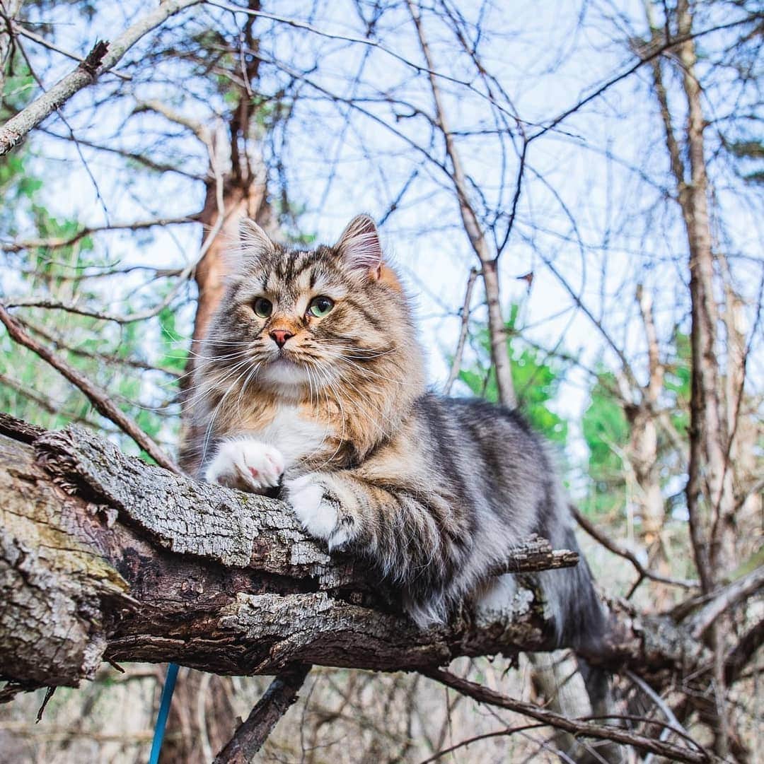 CatStockerのインスタグラム：「Hello! #catstocker is here!  Follow our FURRriend @boone_the_siberian_cat  Scroll right for more pictures 👉 . . . . . . #cat #neko #mačka #chat #kočka #котка #kotek #kot #кіт #mače #кошка #кот #katze #gato #gatto  #子猫 #kattunge #猫 #고양이 #貓 #kedi #köttur #kissanpentu #חתול #кішка #子猫 #고양이새끼 #kitty #cats」