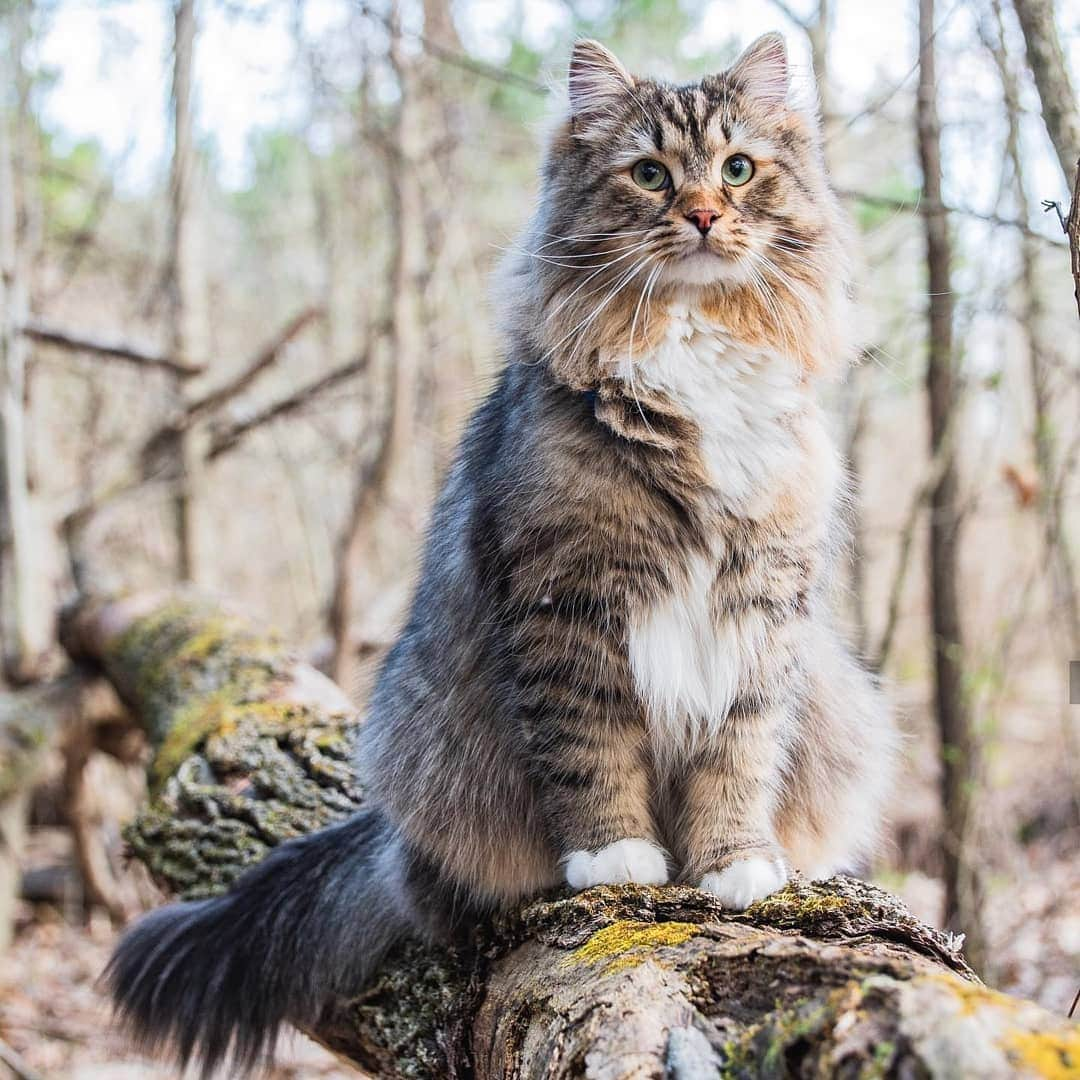 CatStockerさんのインスタグラム写真 - (CatStockerInstagram)「Hello! #catstocker is here!  Follow our FURRriend @boone_the_siberian_cat  Scroll right for more pictures 👉 . . . . . . #cat #neko #mačka #chat #kočka #котка #kotek #kot #кіт #mače #кошка #кот #katze #gato #gatto  #子猫 #kattunge #猫 #고양이 #貓 #kedi #köttur #kissanpentu #חתול #кішка #子猫 #고양이새끼 #kitty #cats」8月16日 23時14分 - catstocker