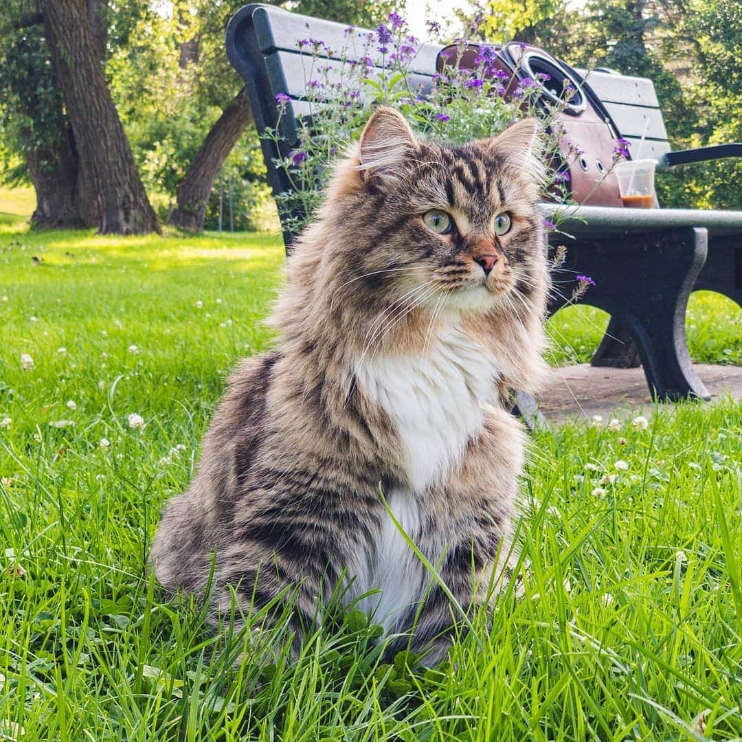 CatStockerさんのインスタグラム写真 - (CatStockerInstagram)「Hello! #catstocker is here!  Follow our FURRriend @boone_the_siberian_cat  Scroll right for more pictures 👉 . . . . . . #cat #neko #mačka #chat #kočka #котка #kotek #kot #кіт #mače #кошка #кот #katze #gato #gatto  #子猫 #kattunge #猫 #고양이 #貓 #kedi #köttur #kissanpentu #חתול #кішка #子猫 #고양이새끼 #kitty #cats」8月16日 23時14分 - catstocker