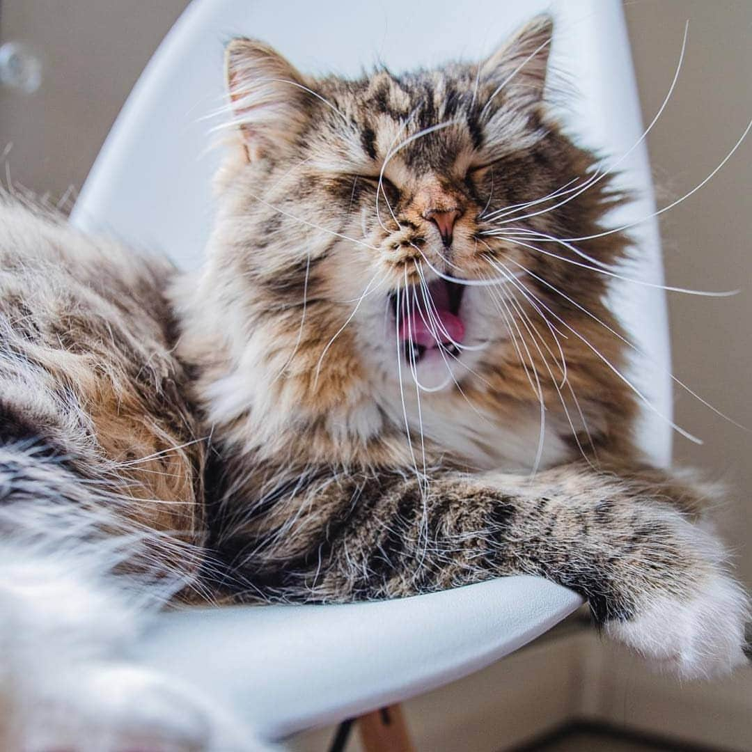 CatStockerさんのインスタグラム写真 - (CatStockerInstagram)「Hello! #catstocker is here!  Follow our FURRriend @boone_the_siberian_cat  Scroll right for more pictures 👉 . . . . . . #cat #neko #mačka #chat #kočka #котка #kotek #kot #кіт #mače #кошка #кот #katze #gato #gatto  #子猫 #kattunge #猫 #고양이 #貓 #kedi #köttur #kissanpentu #חתול #кішка #子猫 #고양이새끼 #kitty #cats」8月16日 23時14分 - catstocker