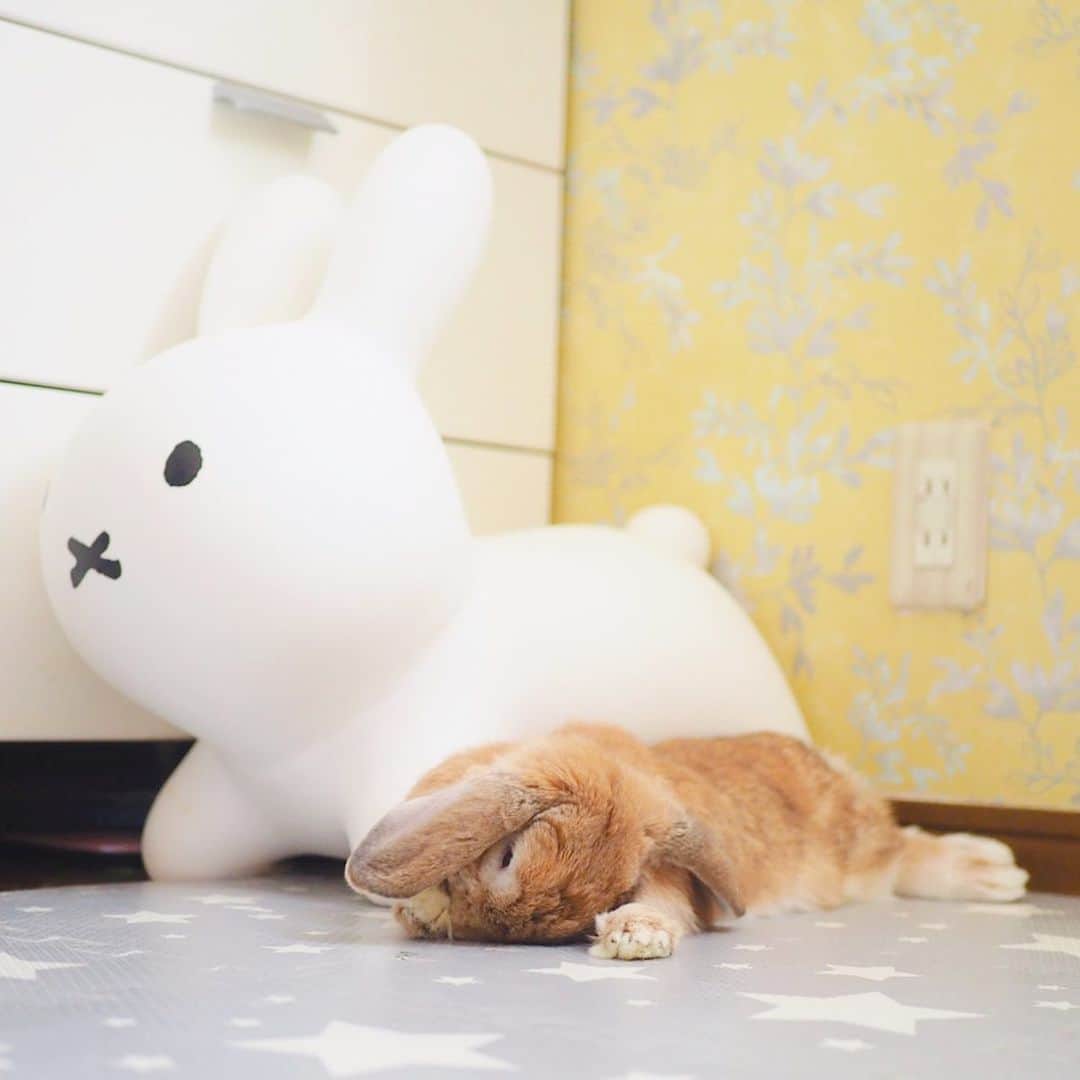 のインスタグラム：「床に溶け込む勢いでおててぺろぺろしてる😂 ＊ ＊ ＊ #うさぎ #rabbit #bunny #ふわもこ部  #WeeklyFluff #igersjp  #tokyocameraclub #東京カメラ部  #神戸カメラ部  #bunnystagram  #myfujilove  #うさぎ部 #ホーランドロップ #hollandlop  #ファインダー越しの私の世界 #art_of_japan #aoj_bokeh」