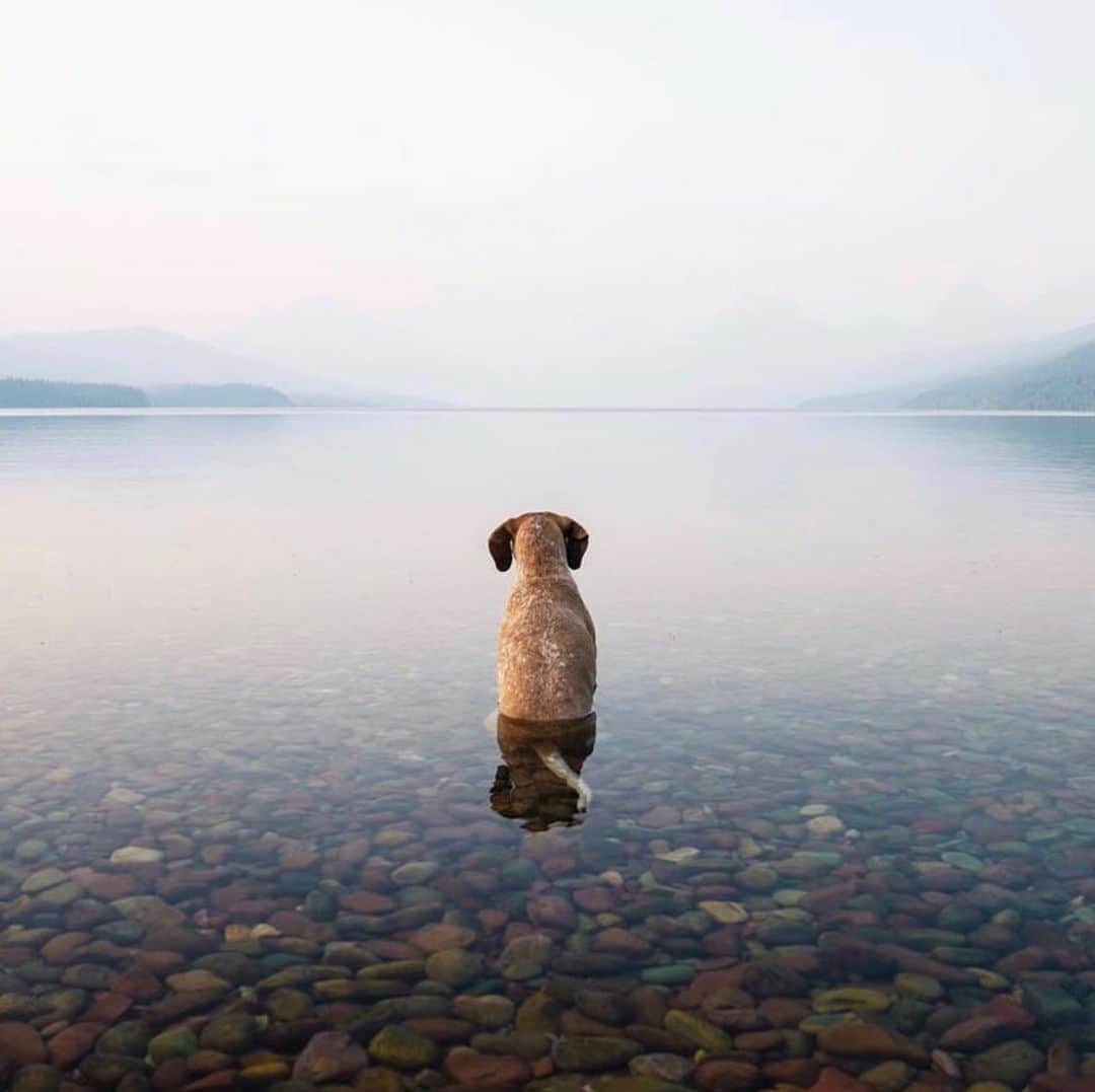 Canon Photographyさんのインスタグラム写真 - (Canon PhotographyInstagram)「Cute dog at lake McDonald, Montana. Perfect scenery + cute puppy = what more could you ask for.  Photography | @thiswildidea  #montana #cute #dog #cpfeatureme #reflection #lakemcdonald」8月16日 23時58分 - cpcollectives