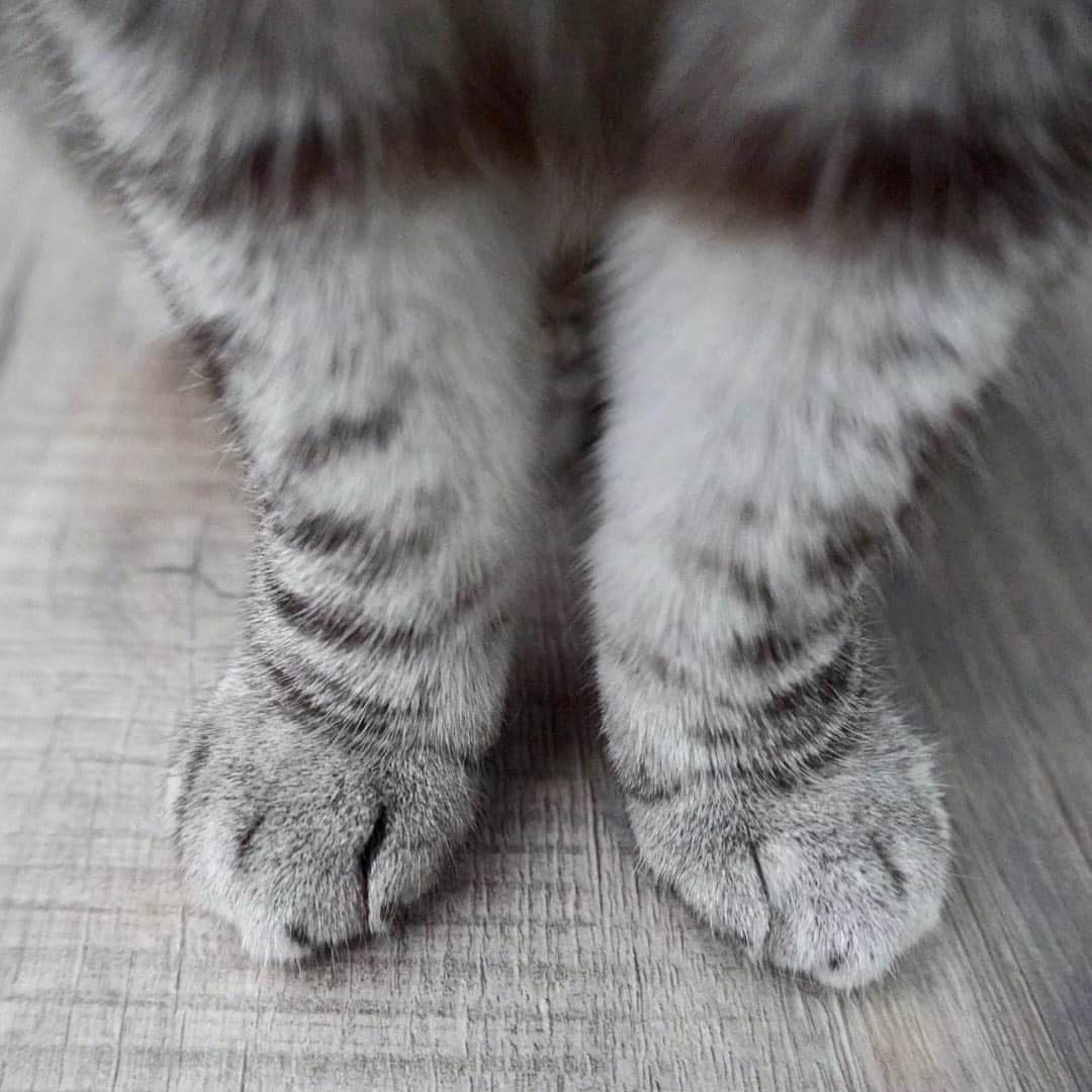 nala_catさんのインスタグラム写真 - (nala_catInstagram)「Guess who?😺🐱 @stainmaster PetProtect™ luxury vinyl floors is perfect for my big family of 6 furry siblings and human kids because of the durability and beauty. #petprotect #sponsored #stainmaster」8月17日 0時03分 - nala_cat